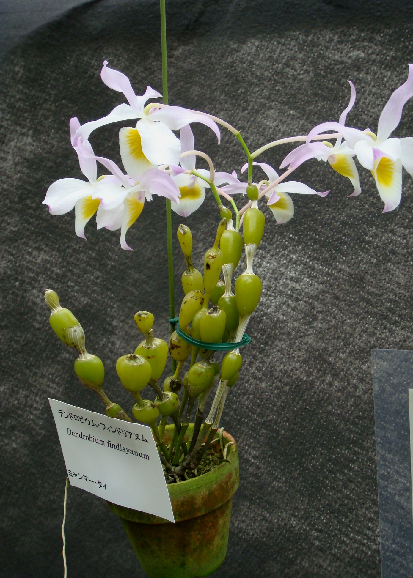 Dendrobium findlayanum Parish & Reichenbach f.